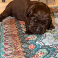 Pecan, a male Labrador Retriever for sale in Jacksonville, FL – 1 of 1