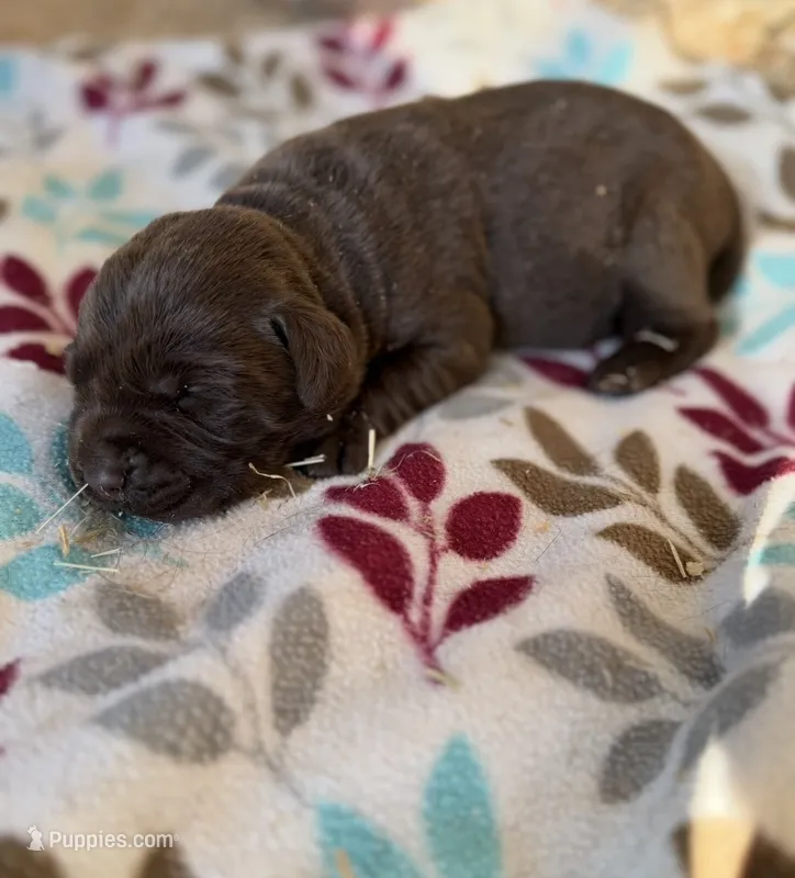 Daisy  – Labrador Retriever puppy for sale in Jacksonville, FL