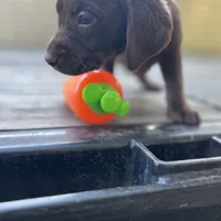 Rolo, a male Labrador Retriever for sale in Jacksonville, FL – Photo 3 of 4