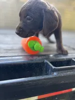 Rolo, a male Labrador Retriever for sale in Jacksonville, FL – Photo 3 of 4