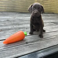 Rolo, a male Labrador Retriever for sale in Jacksonville, FL – Photo 4 of 4