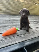 Rolo, a male Labrador Retriever for sale in Jacksonville, FL – Photo 4 of 4