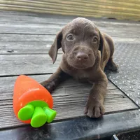 Rolo, a male Labrador Retriever for sale in Jacksonville, FL – Photo 2 of 4