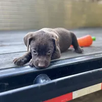Rolo, a male Labrador Retriever for sale in Jacksonville, FL – Photo 1 of 4