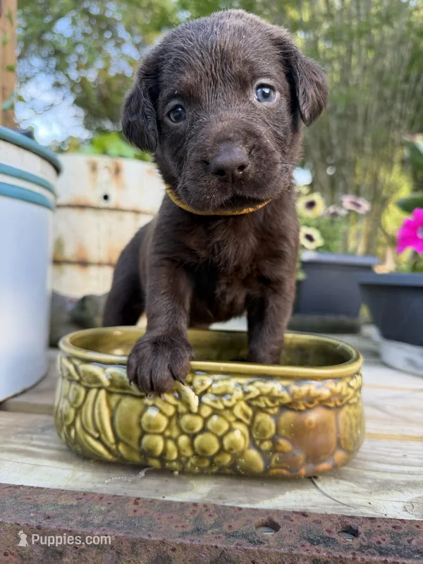 Rolo – Labrador Retriever puppy for sale in Jacksonville, FL