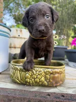 Rolo, a male Labrador Retriever for sale in Jacksonville, FL – 1 of 1