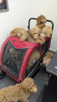 Maverick , a male Goldendoodle for sale in Florence, AZ – 7 of 8