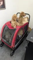 Maverick , a male Goldendoodle for sale in Florence, AZ – 4 of 8
