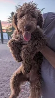 Maverick , a male Goldendoodle for sale in Florence, AZ – 8 of 8