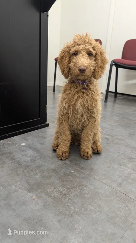 Maverick  – Goldendoodle puppy for sale in Florence, AZ