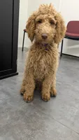 Maverick , a male Goldendoodle for sale in Florence, AZ – 3 of 8