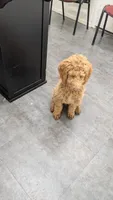 Maverick , a male Goldendoodle for sale in Florence, AZ – 2 of 8