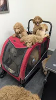 Maverick , a male Goldendoodle for sale in Florence, AZ – 6 of 8