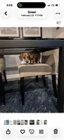 Daisy, a female Dachshund for sale in Roseboro, NC – 2 of 3