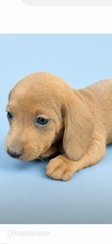 Scout – Dachshund puppy for sale in Roseboro, NC