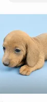 Scout, a male Dachshund for sale in Roseboro, NC – 1 of 2