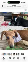 Daisy, a female Dachshund for sale in Roseboro, NC – 3 of 3