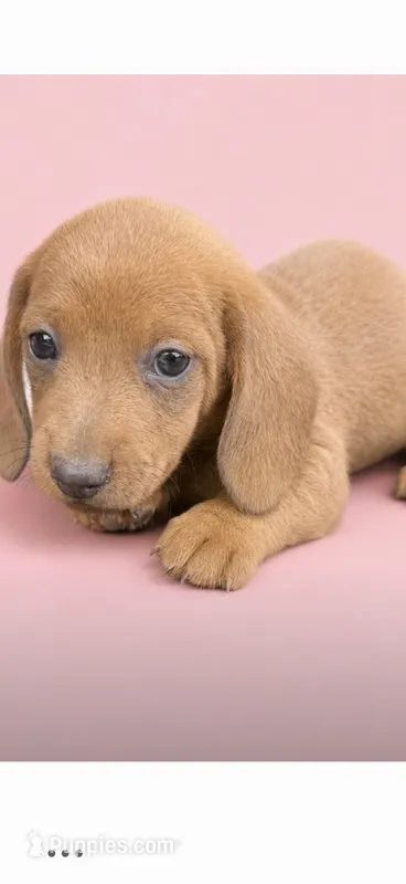 Sunshine  – Dachshund puppy for sale in Roseboro, NC