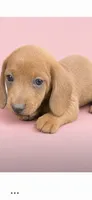 Sunshine , a female Dachshund for sale in Roseboro, NC – 1 of 1