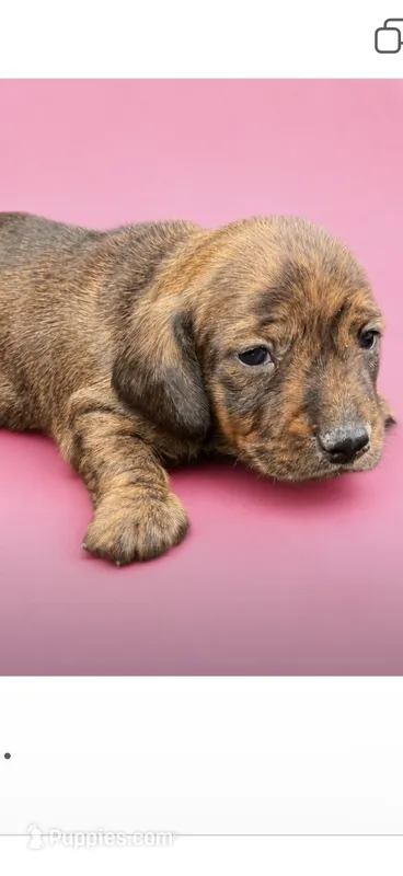 Speckles – Dachshund puppy for sale in Roseboro, NC