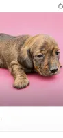 Speckles, a female Dachshund for sale in Roseboro, NC – 1 of 1