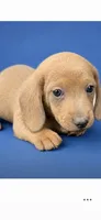 Scout, a male Dachshund for sale in Roseboro, NC – 2 of 2