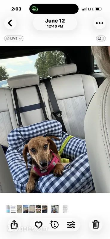 Daisy – Dachshund puppy for sale in Roseboro, NC