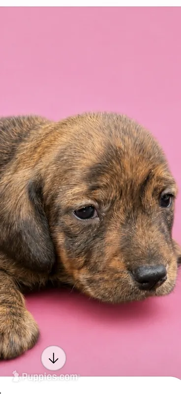 AKC Speckles – Dachshund puppy for sale in Roseboro, NC