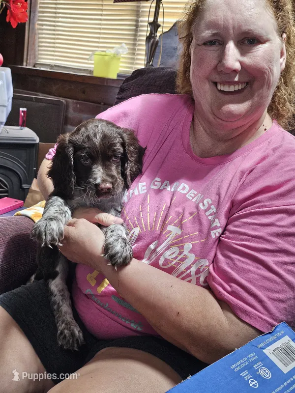 Purple collared  – English Springer Spaniel puppy for sale in Brookline, NH