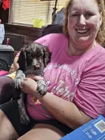 Purple collared , a female English Springer Spaniel for sale in Brookline, NH – 1 of 3
