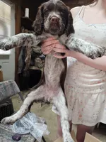 Purple collared , a female English Springer Spaniel for sale in Brookline, NH – 2 of 3