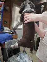 Purple collared , a female English Springer Spaniel for sale in Brookline, NH – 3 of 3