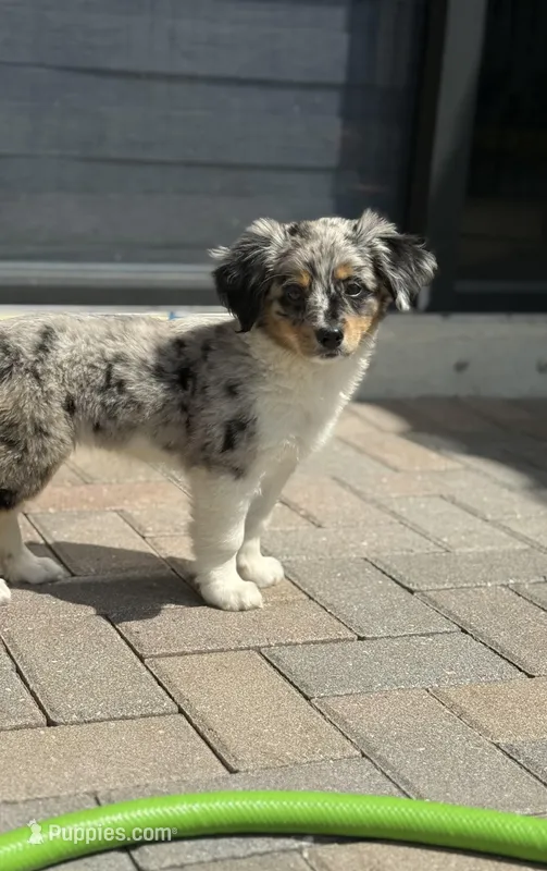 Lucy – Miniature Bernedoodle puppy for sale in Fort Myers, FL
