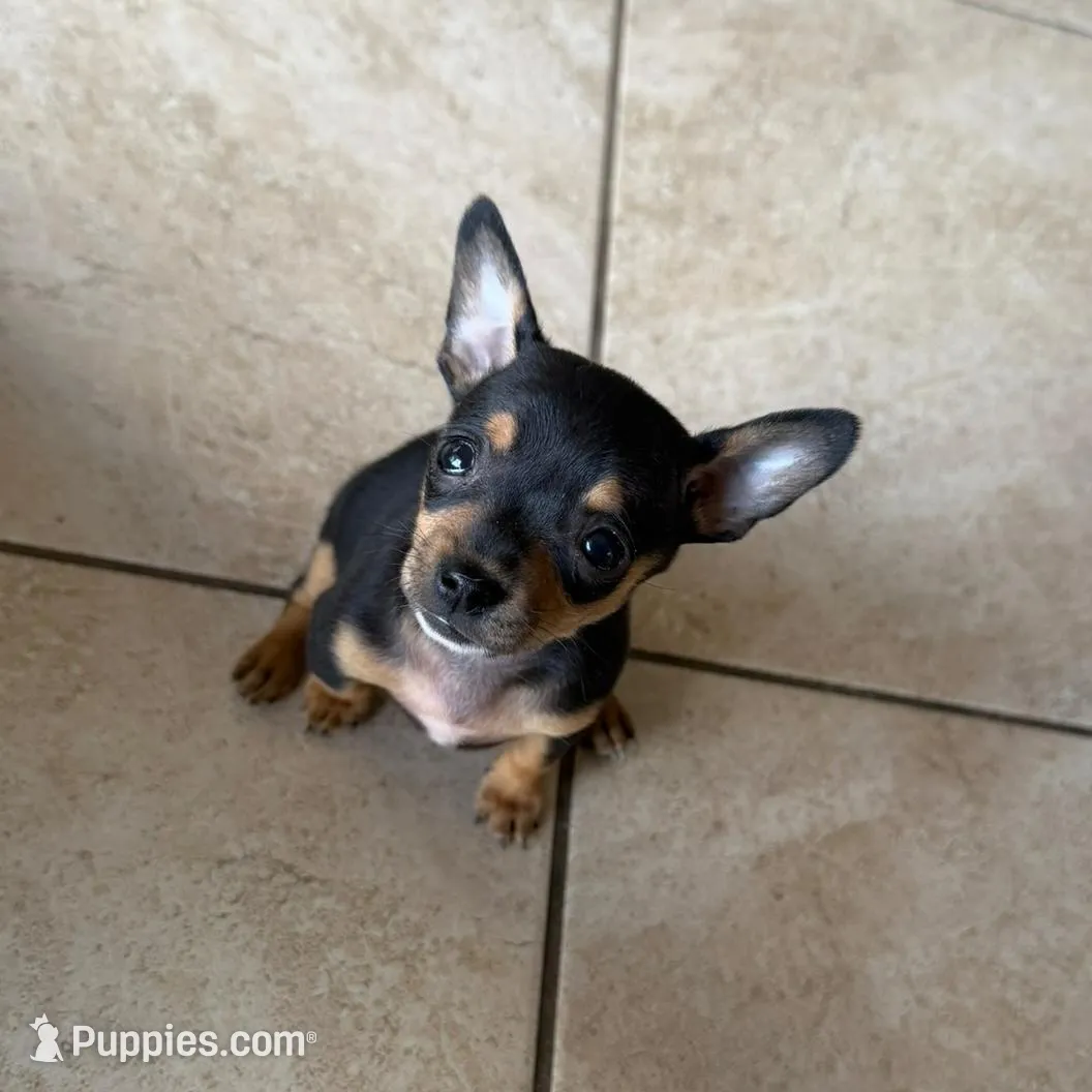 Tessa, a female Chihuahua for sale in Fort Myers, FL – Photo 1 of 1