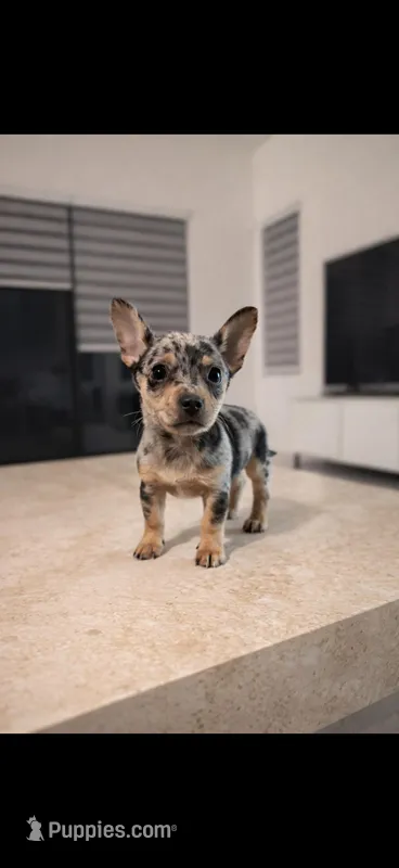 Nacho – Chihuahua puppy for sale in Fort Myers, FL