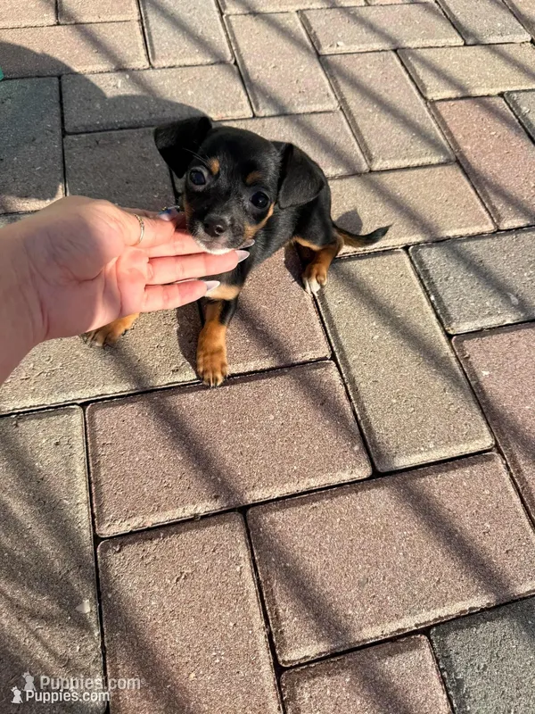 Coco – Chiweenie puppy for sale in Fort Myers, FL