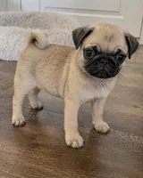 Charlie, a male Pug for sale in Fort Myers, FL – Photo 2 of 2