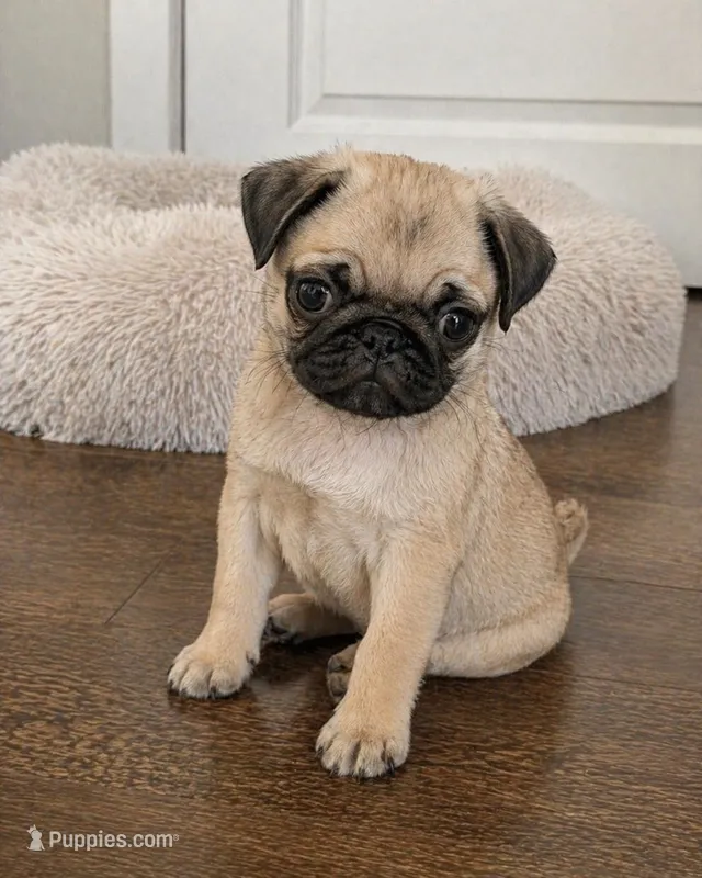 Charlie – Pug puppy for sale in Fort Myers, FL