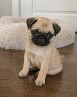 Charlie, a male Pug for sale in Fort Myers, FL – Photo 1 of 2