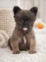 Fatboy, a male French Bulldog for sale in Fort Myers, FL – Photo 1 of 3