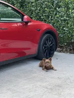 Fatboy, a male French Bulldog for sale in Fort Myers, FL – Photo 3 of 3