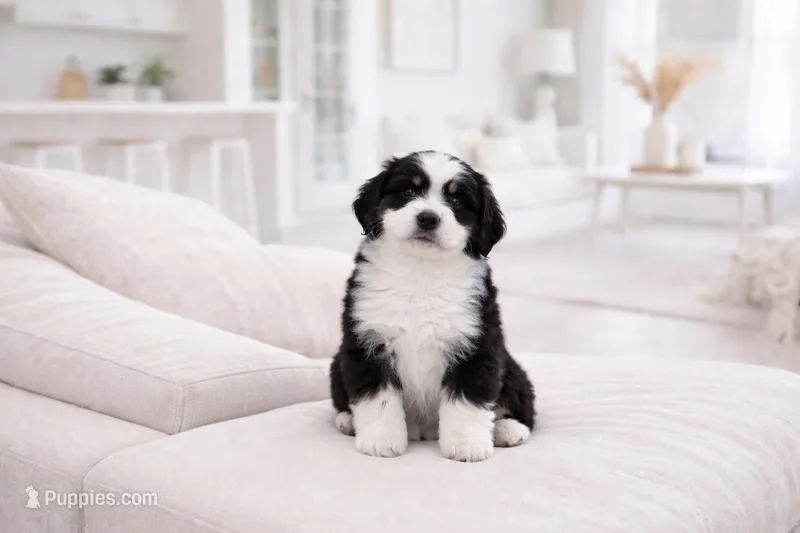 Lilly  – Miniature Bernedoodle puppy for sale in Fort Myers, FL