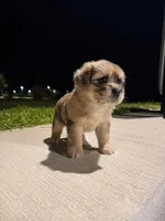 Scarlett, a female Shih Tzu for sale in Fort Myers, FL – Photo 2 of 2