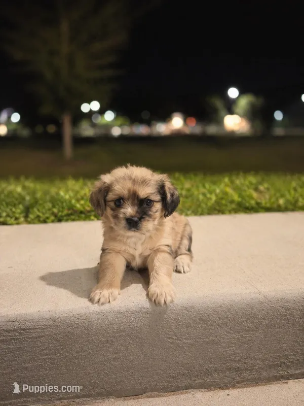 Scarlett – Shih Tzu puppy for sale in Fort Myers, FL