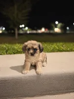 Scarlett, a female Shih Tzu for sale in Fort Myers, FL – Photo 1 of 2