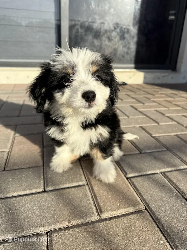 Rose – Miniature Bernedoodle puppy for sale in Fort Myers, FL