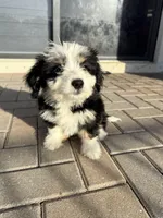 Rose, a female Miniature Bernedoodle for sale in Fort Myers, FL – Photo 1 of 2