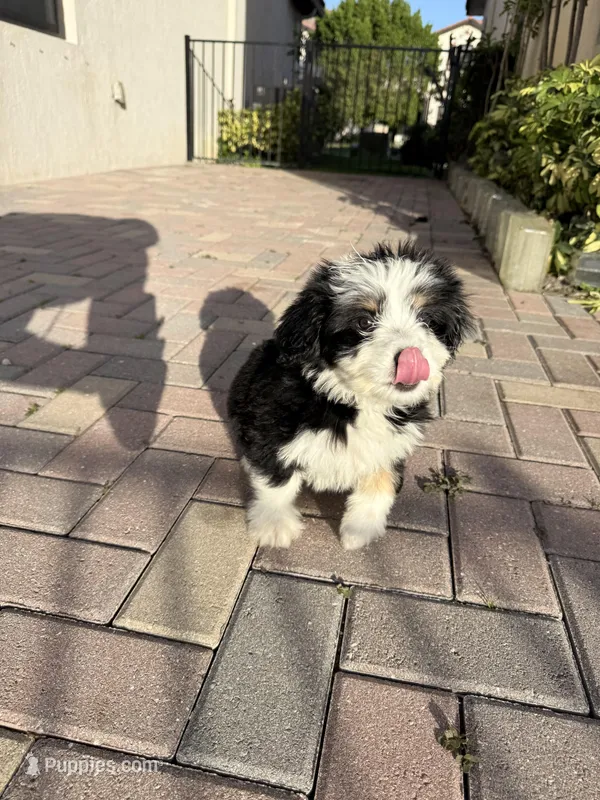 Rose – Miniature Bernedoodle puppy for sale in Fort Myers, FL