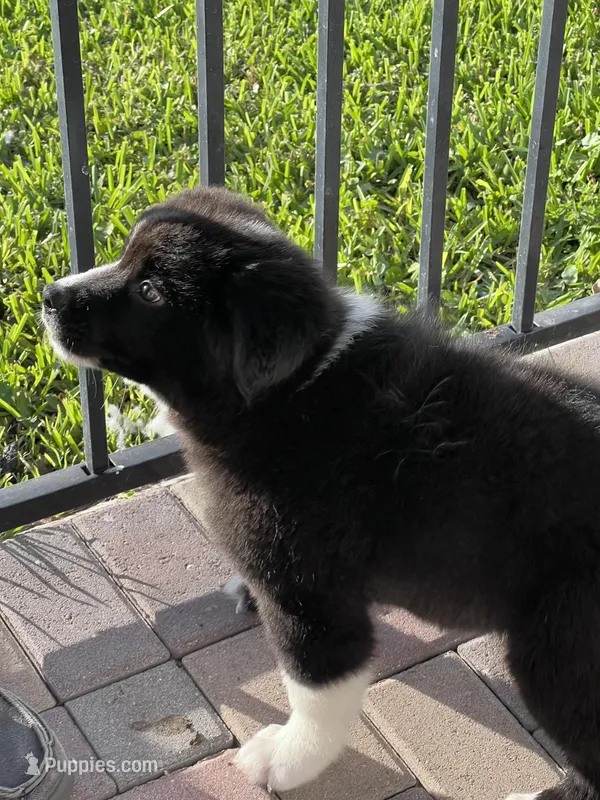 Hitch  – Aussiedoodle puppy for sale in Fort Myers, FL