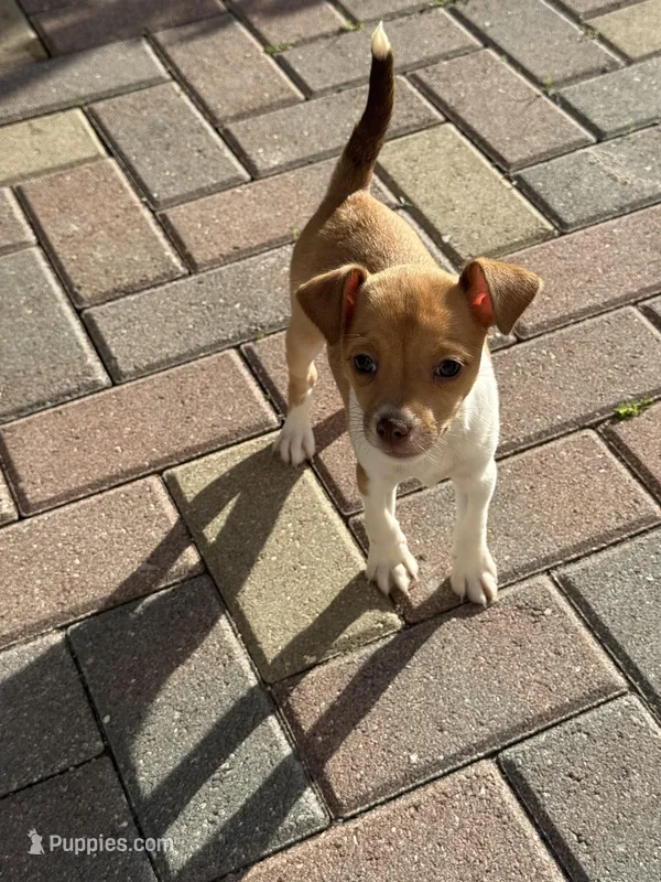Annie – Chiweenie puppy for sale in Fort Myers, FL